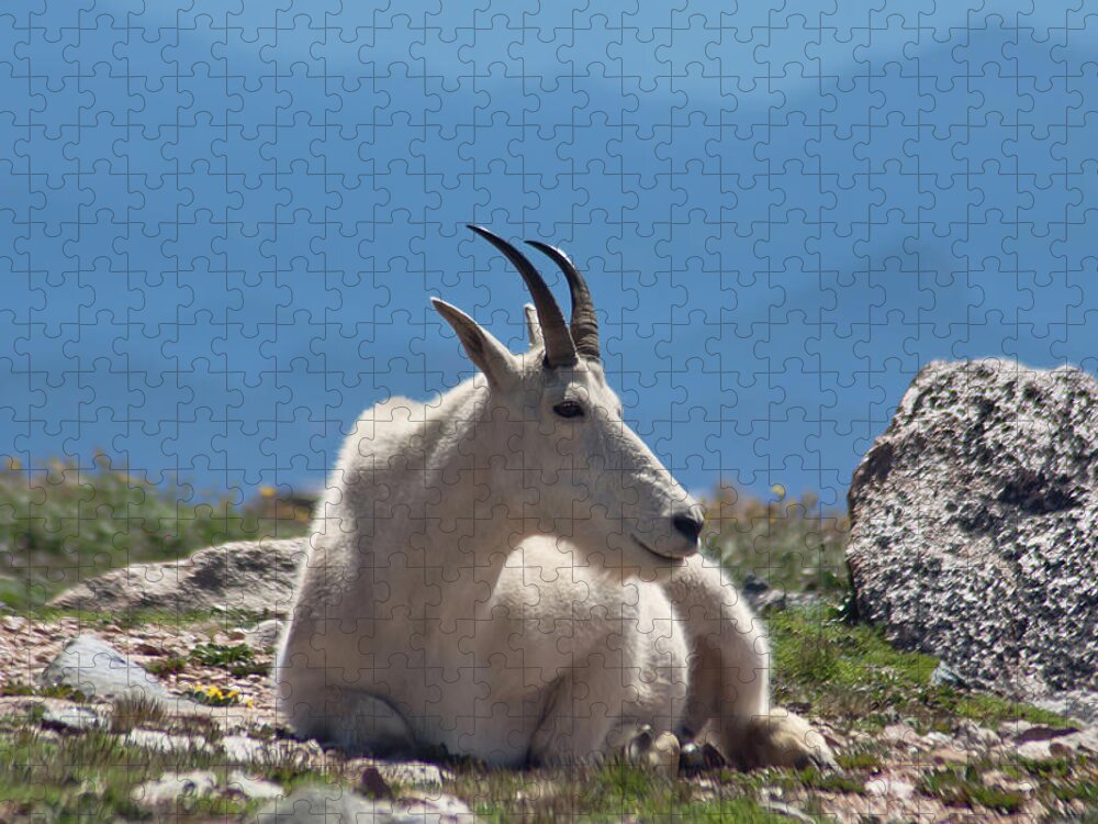 Horned Jigsaw Puzzle featuring the photograph Mount Evans Goat by Jtbaskinphoto