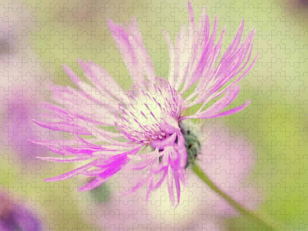Centaurea Montana Jigsaw Puzzle featuring the photograph Mountain Cornflower Pink by Helaine Weide