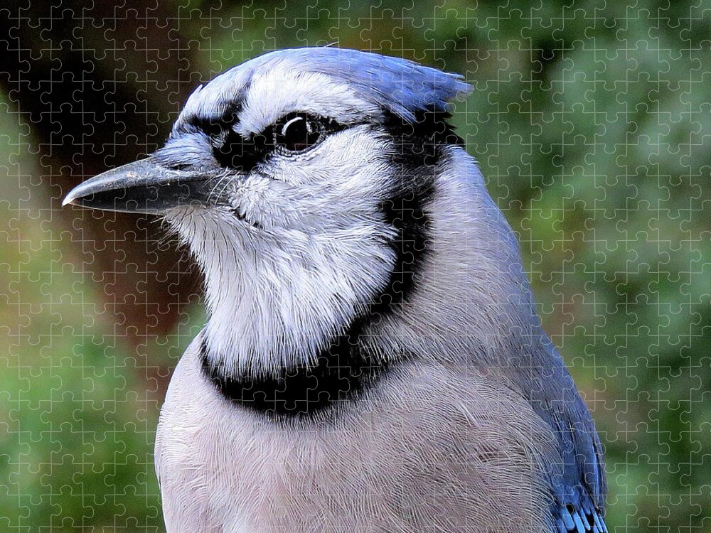 Blue Jay Jigsaw Puzzle featuring the photograph Mr. Blue by Linda Stern