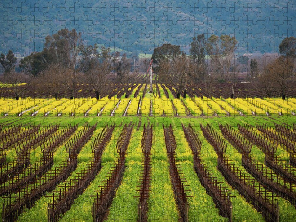 Tranquility Jigsaw Puzzle featuring the photograph Mustard Bloom At Napa by By Sathish Jothikumar