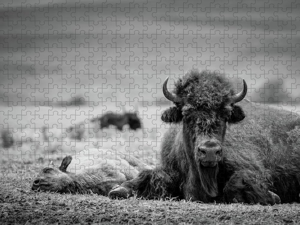Bison Jigsaw Puzzle featuring the photograph Nap Time in BW by James Barber