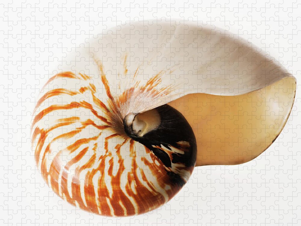 White Background Jigsaw Puzzle featuring the photograph Nautilus Seashell by Martin Harvey