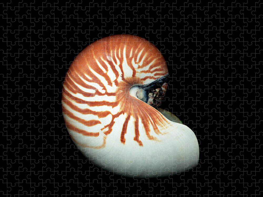 Animal Shell Jigsaw Puzzle featuring the photograph Nautilus Shell Against Black by Mike Hill