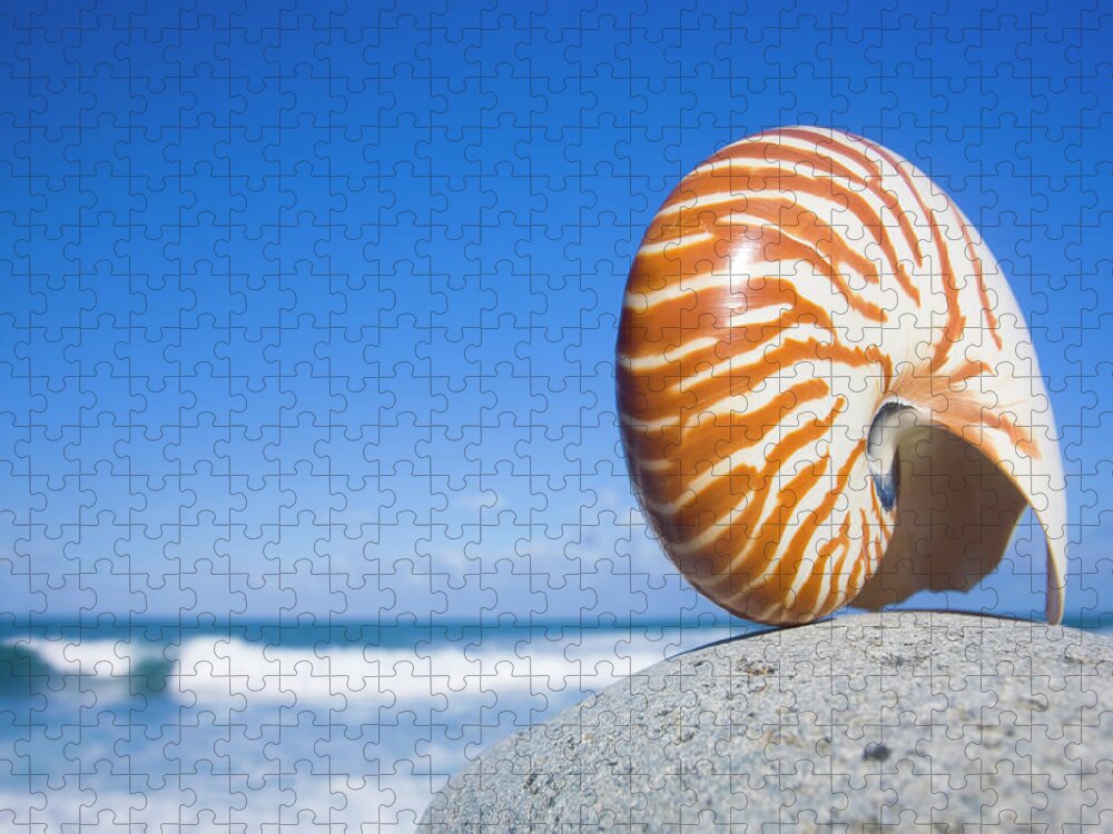 Animal Shell Jigsaw Puzzle featuring the photograph Nautilus Shell by Alex Bramwell