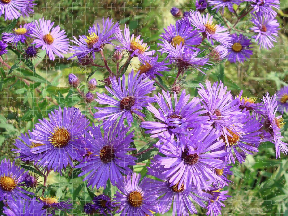 New England Aster Jigsaw Puzzle featuring the photograph New England Aster 14 by Amy E Fraser