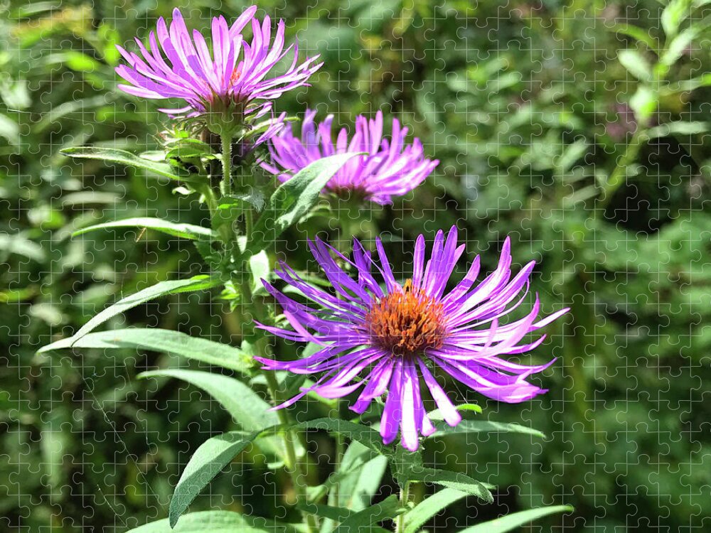 New England Aster Jigsaw Puzzle featuring the photograph New England Aster 4 by Amy E Fraser