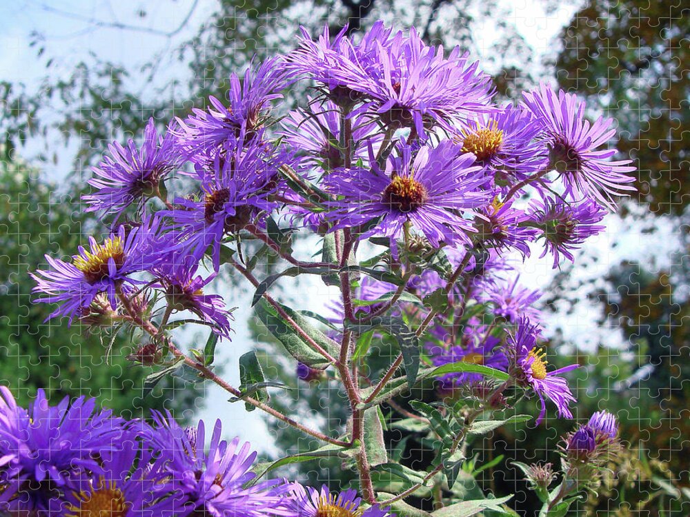 New England Aster Jigsaw Puzzle featuring the photograph New England Aster 9 by Amy E Fraser