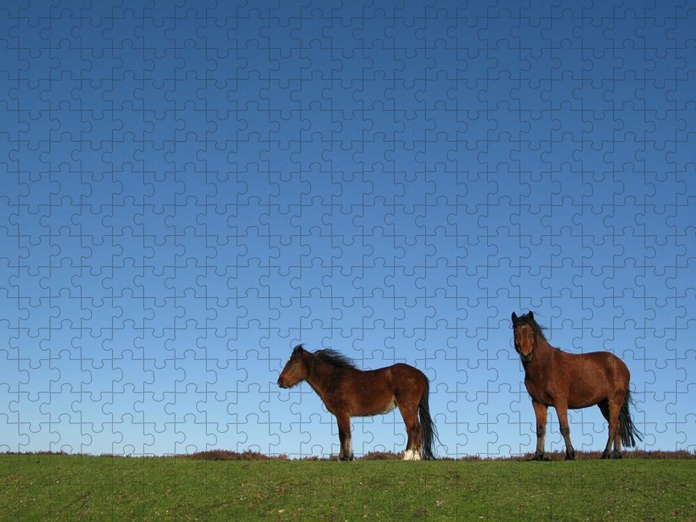 Horse Jigsaw Puzzle featuring the photograph New Forest Ponies by Atwag