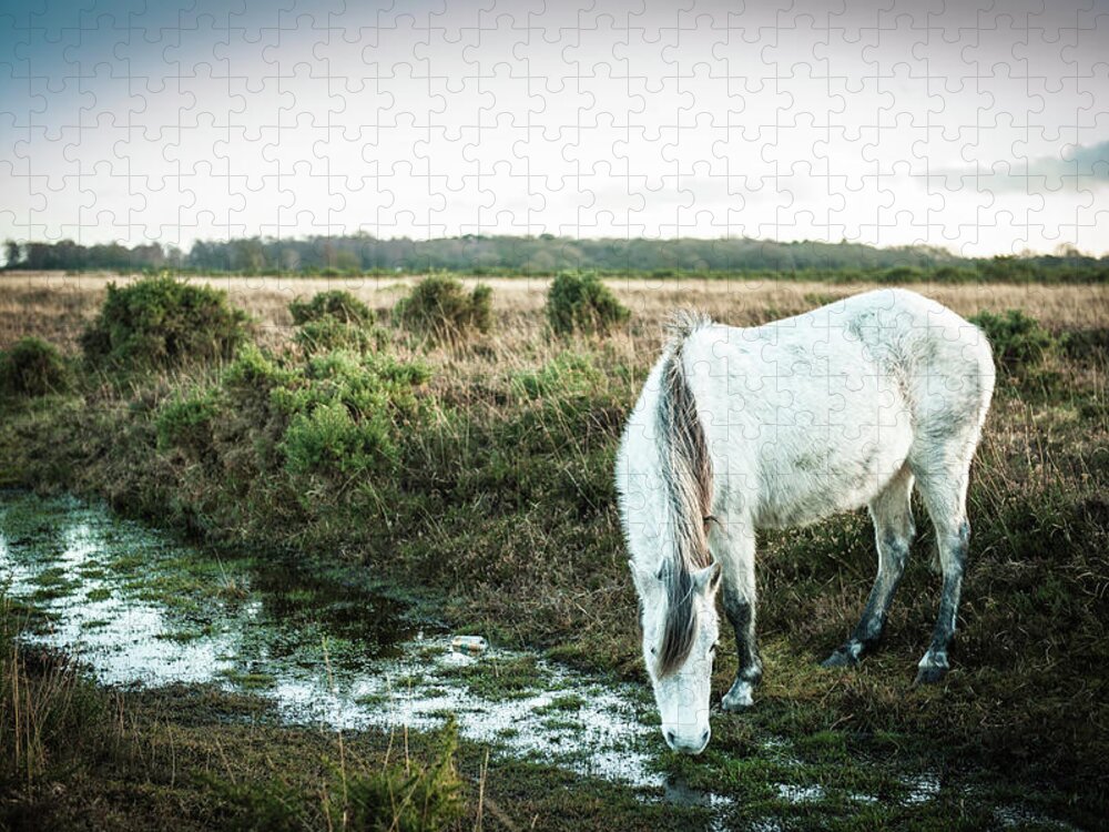 Horse Jigsaw Puzzle featuring the photograph New Forest Pony By A Stream by Projectb