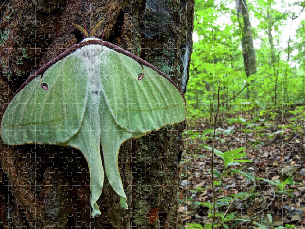 Disk1250 Jigsaw Puzzle featuring the photograph Newly Emerged Luna Moth by James Christensen