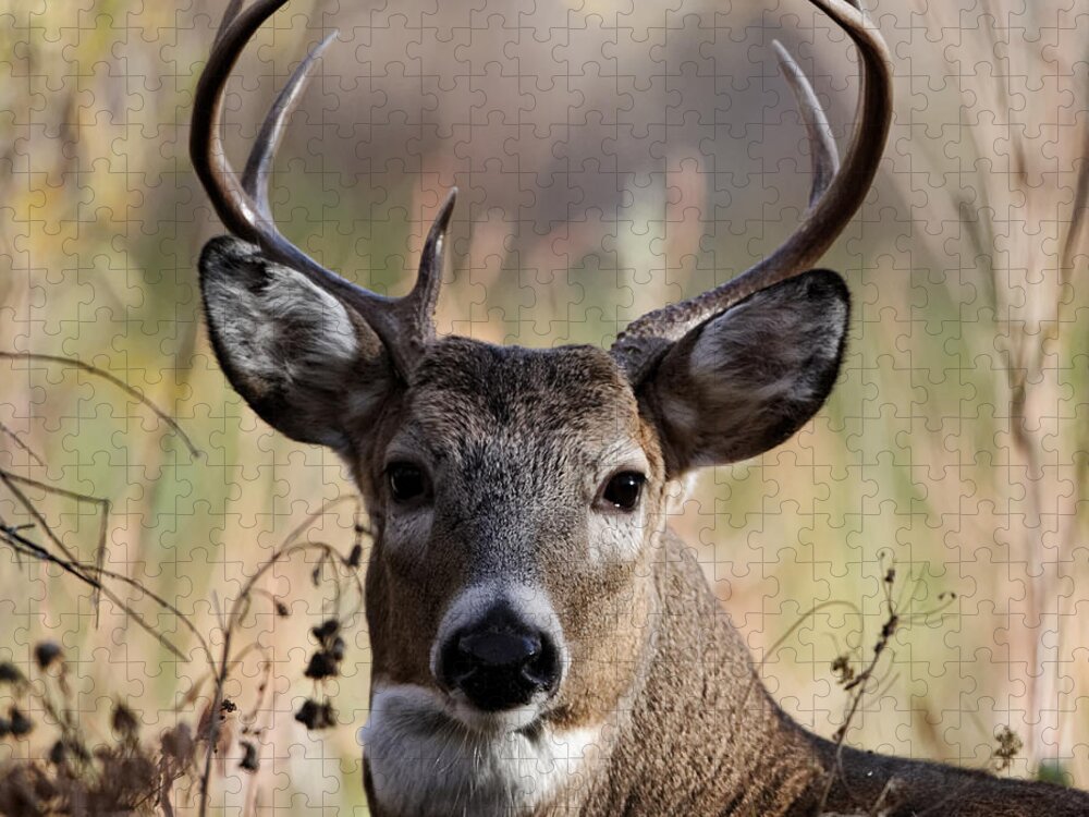 Horned Jigsaw Puzzle featuring the photograph Nice White Tail Deer Buck by David C Stephens