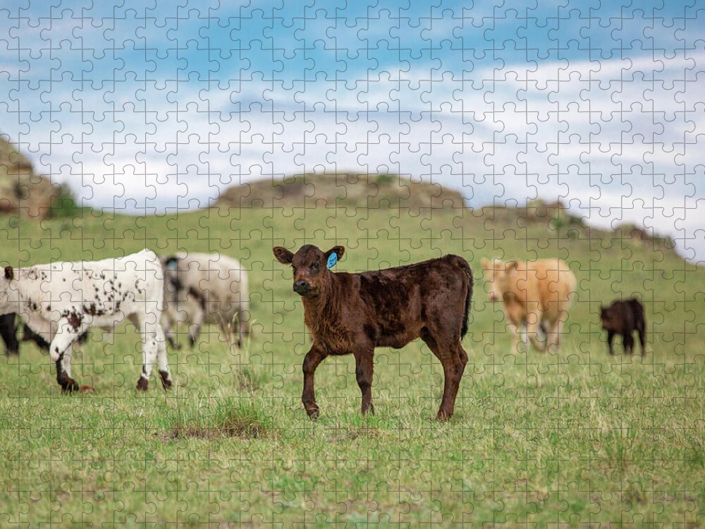 Black Angus Jigsaw Puzzle featuring the photograph No. 312 by Todd Klassy