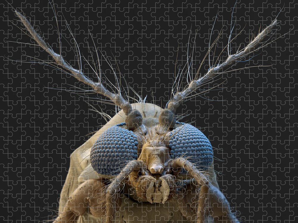 Animal Jigsaw Puzzle featuring the photograph Nonbiting Midge, Chironomidae Sp., Sem by Meckes/ottawa
