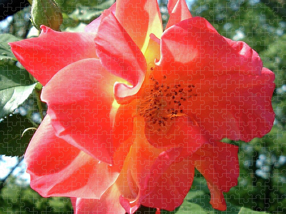 Rose. Belinda Jigsaw Puzzle featuring the photograph Noon Time Rose by Belinda Landtroop