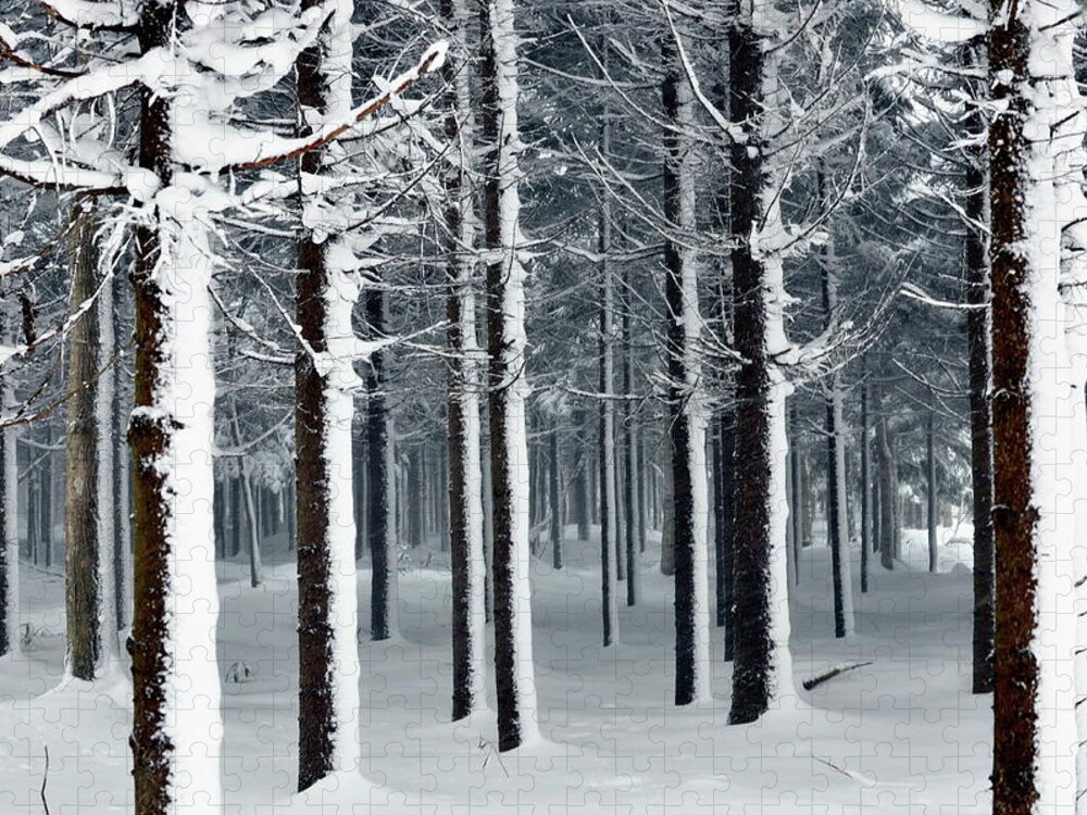 Tranquility Jigsaw Puzzle featuring the photograph Nopporo Forest Park In Winter by Pirka-makiri