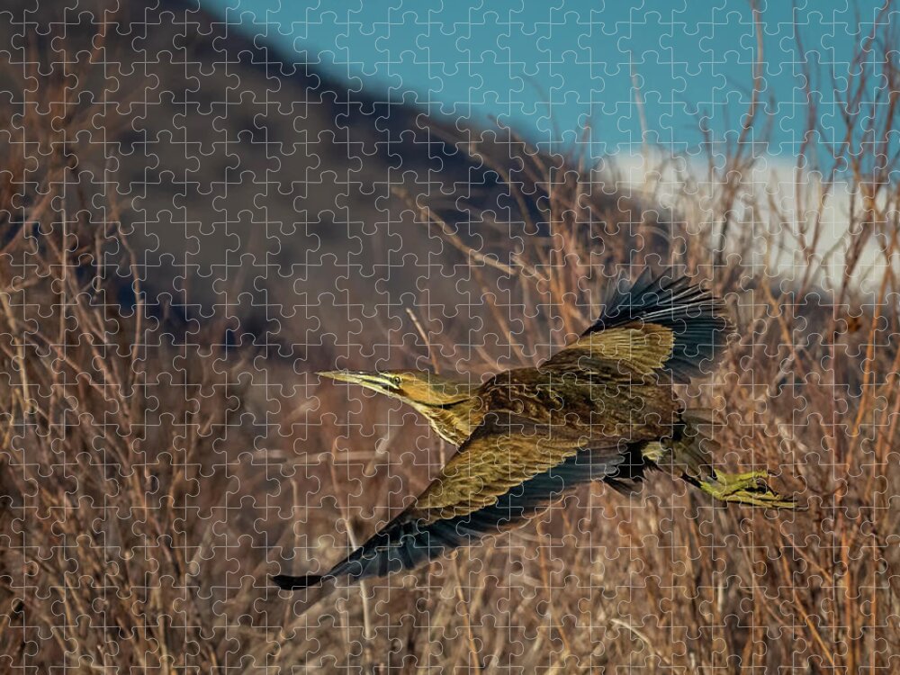 American Bittern Jigsaw Puzzle featuring the photograph American Bittern 3 by Rick Mosher