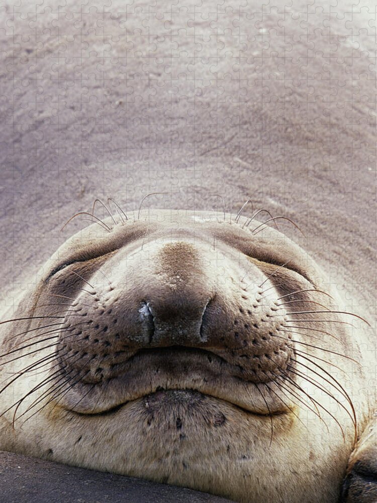 State Wildlife Reserve Jigsaw Puzzle featuring the photograph Northern Elephant Seal Mirounga by Art Wolfe