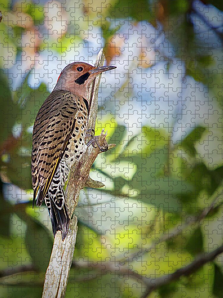 Northern Flicker Jigsaw Puzzle featuring the photograph Northern Flicker by Bob Decker