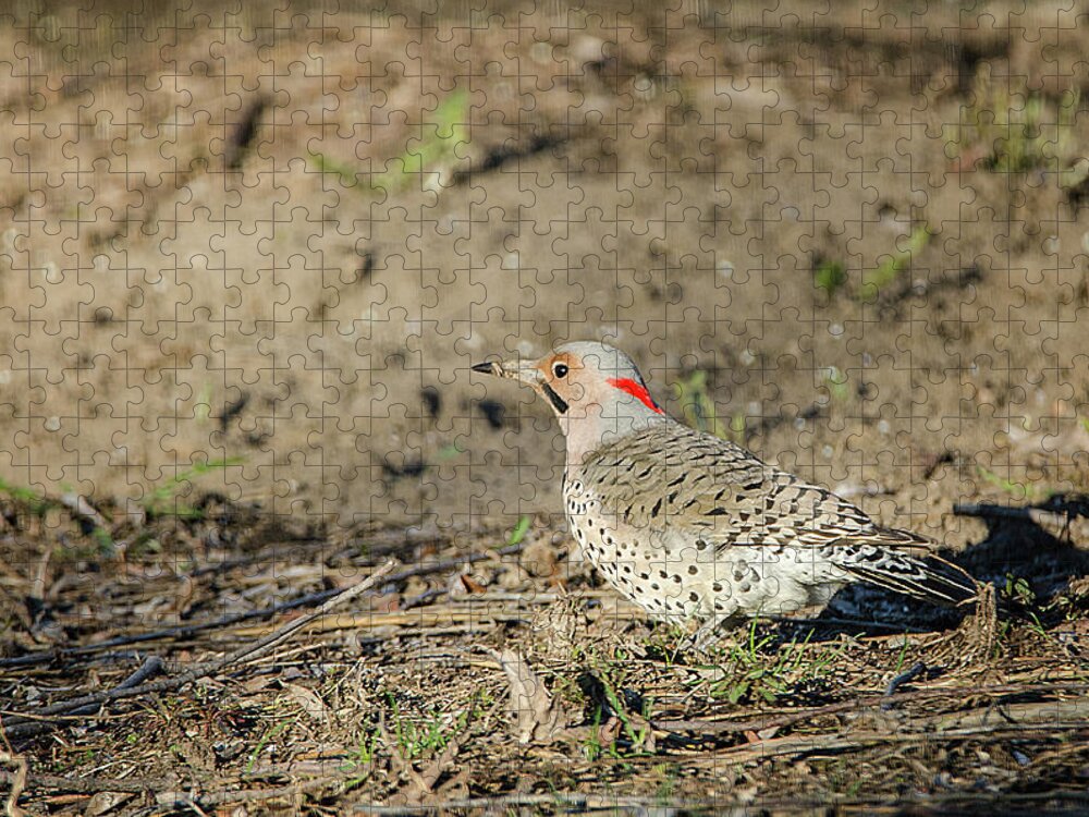 Northern Flicker Jigsaw Puzzle featuring the photograph Northern Flicker by Susan McMenamin