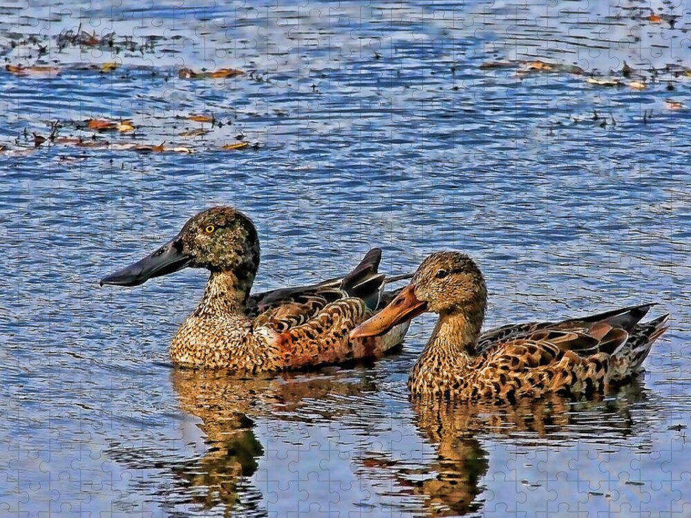 Northern Shoveler Jigsaw Puzzle featuring the photograph Northern Shovelers by HH Photography of Florida