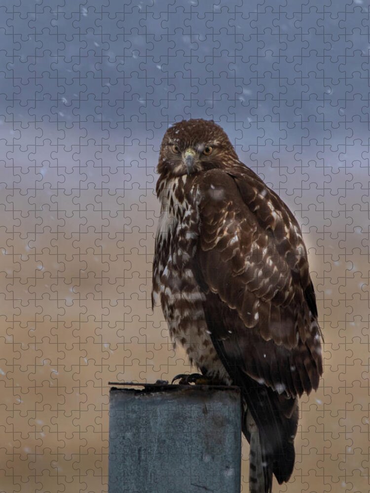 Hawk Jigsaw Puzzle featuring the photograph Not Impressed by Randy Robbins