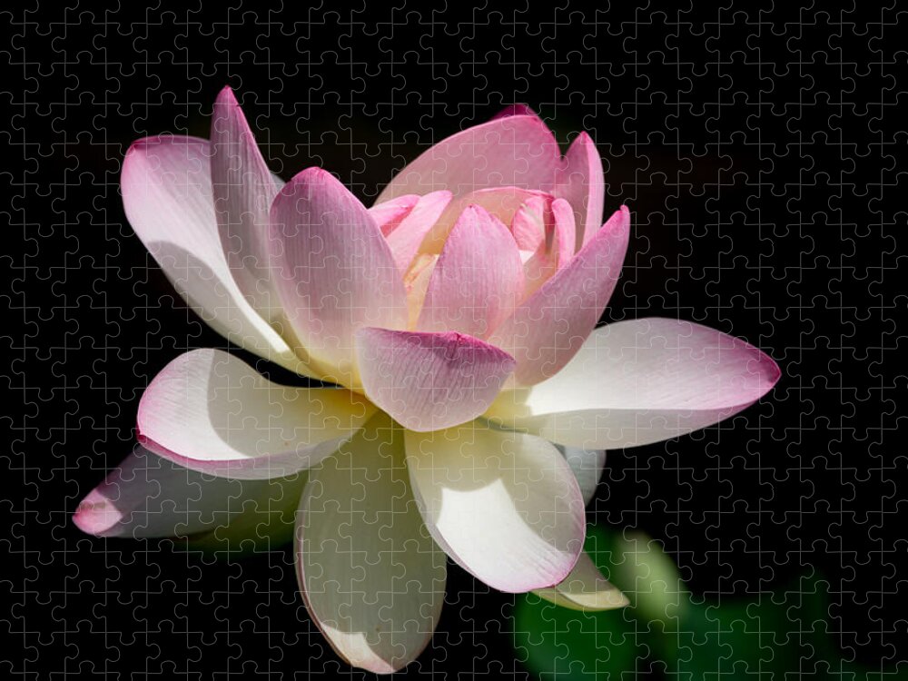 Lotus Jigsaw Puzzle featuring the photograph Not Your Average Waterlily by Linda Bonaccorsi