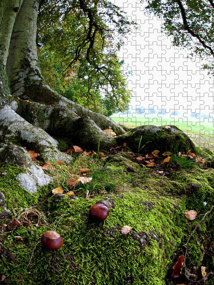 Nut Jigsaw Puzzle featuring the photograph Nuts And Fallen Leaves At The Foot Of A by John Short / Design Pics