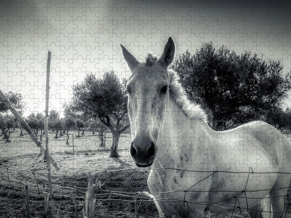 Horse Jigsaw Puzzle featuring the photograph O Branco by Micah Offman