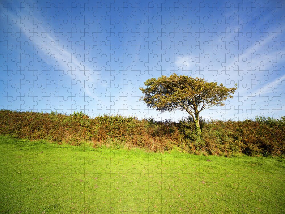 Outdoors Jigsaw Puzzle featuring the photograph Oak Tree In Early Fall by Sashafoxwalters