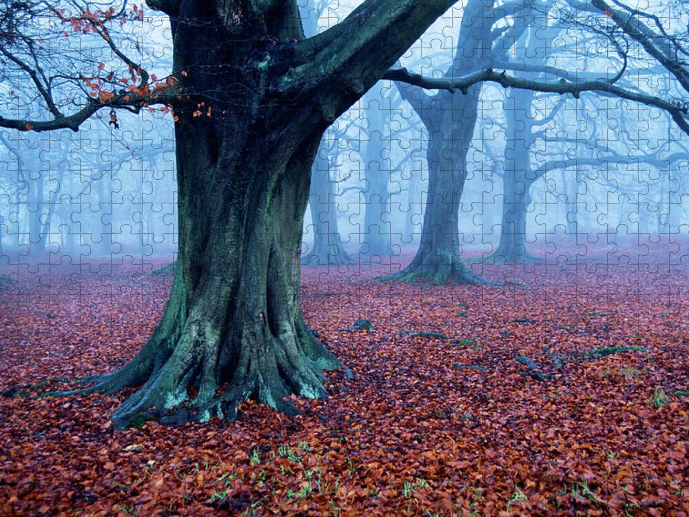 Oak Woodland Jigsaw Puzzle featuring the photograph Oak Trees Woodland, Hertfordshire by Ben Cranke