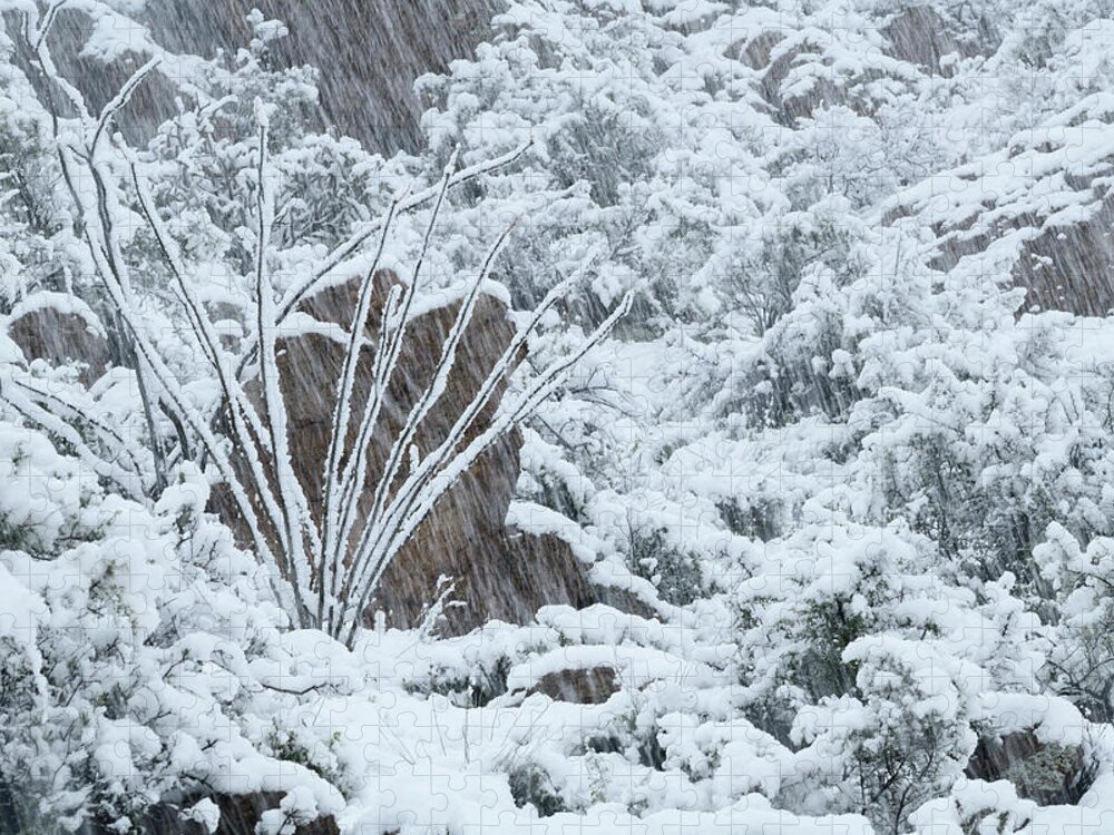 Landscape Jigsaw Puzzle featuring the photograph Ocotillo in Snowstorm by James Covello