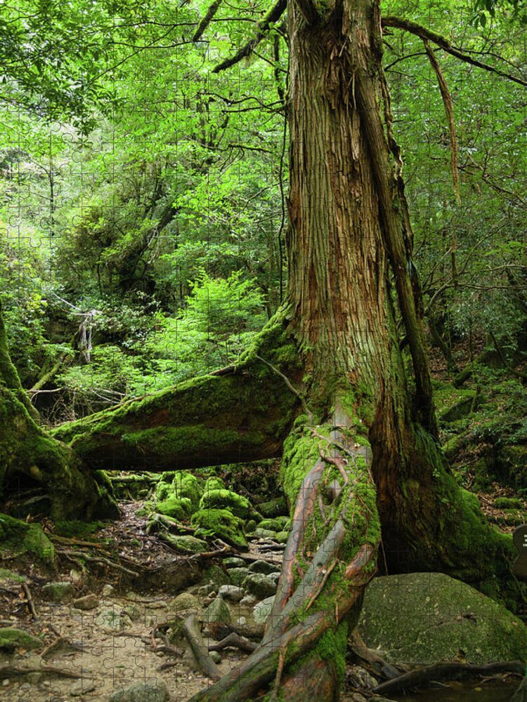 Tranquility Jigsaw Puzzle featuring the photograph Old Japanese Ceder Tree In A by Ippei Naoi