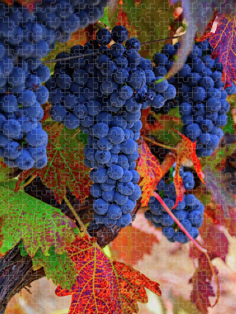 Vine Jigsaw Puzzle featuring the photograph On the Vine II by Steph Gabler