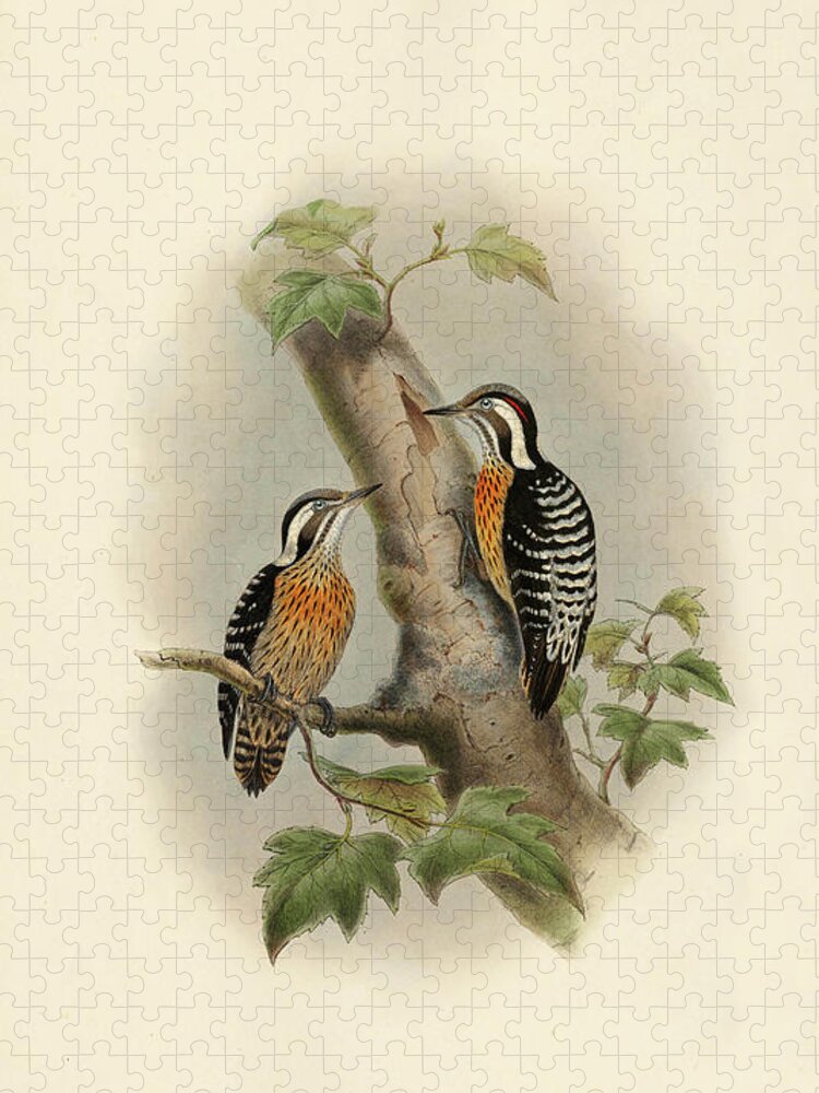 Woodpecker Jigsaw Puzzle featuring the painting Orange-Breasted Pygmy Woodpecker by John Gould