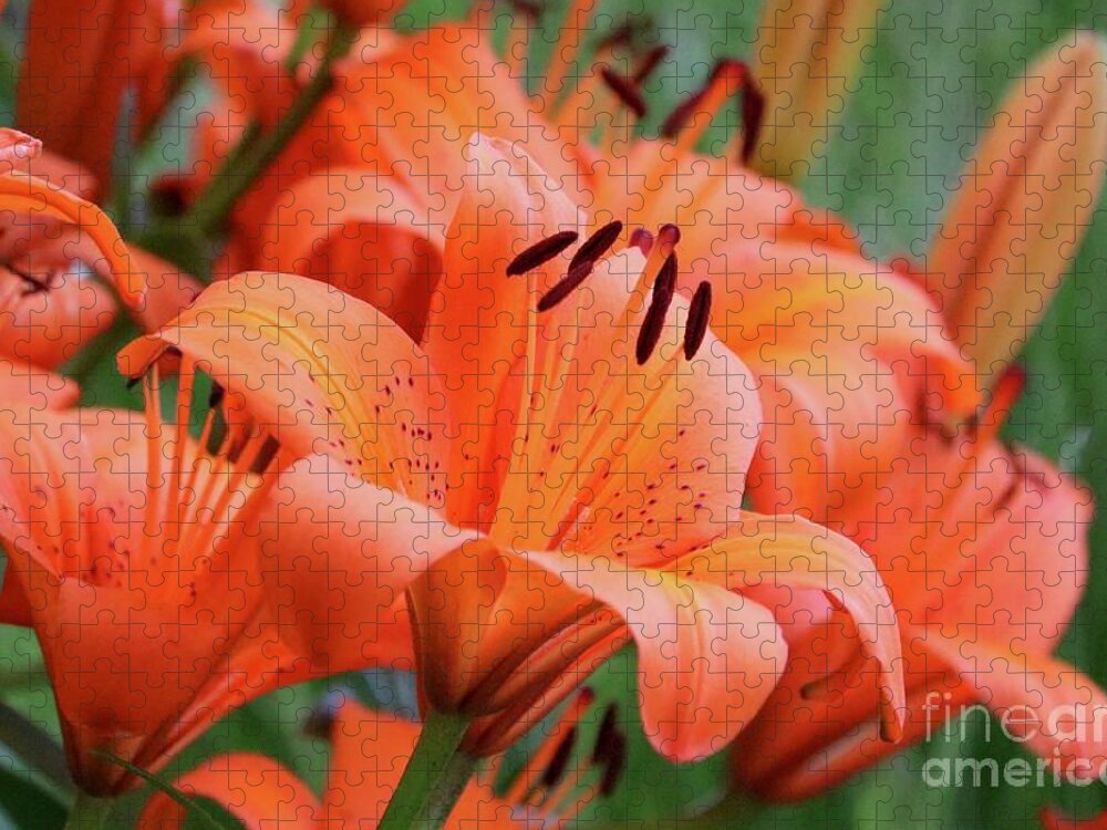 Orange Jigsaw Puzzle featuring the photograph Orange Lilies World by Carol Groenen