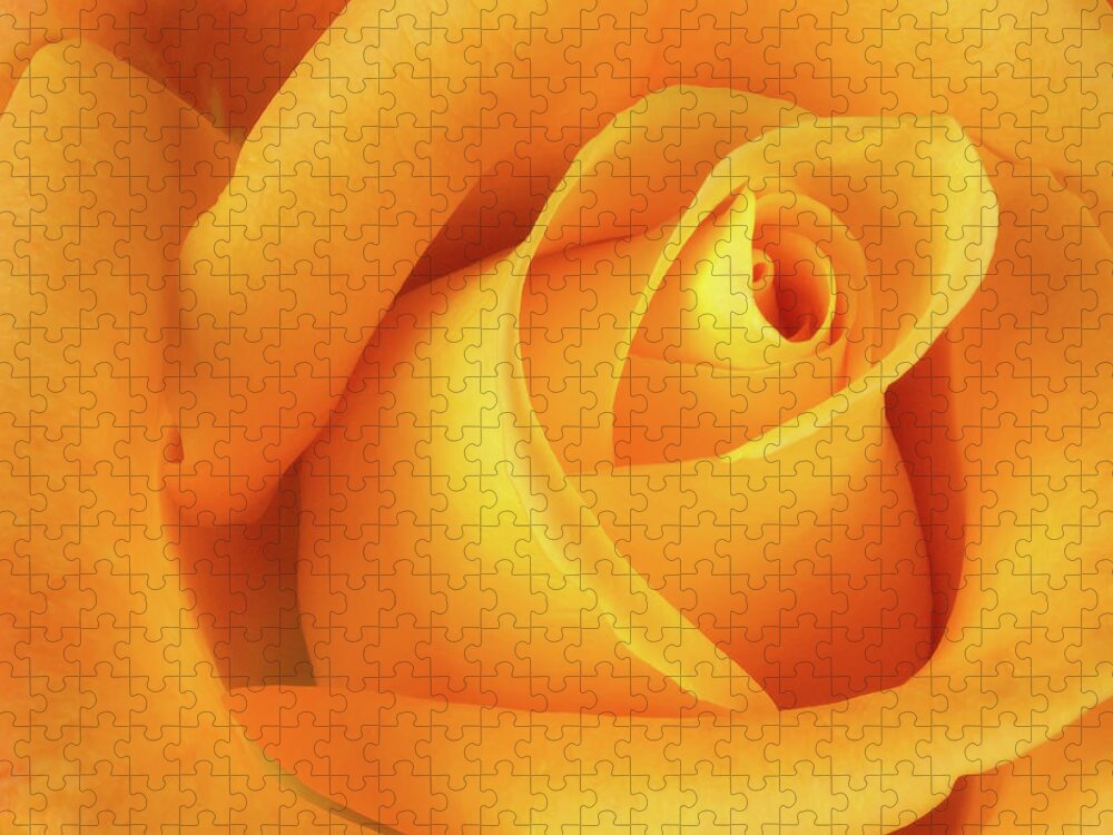 Orange Color Jigsaw Puzzle featuring the photograph Orange Rose by © Tim Layton Sr