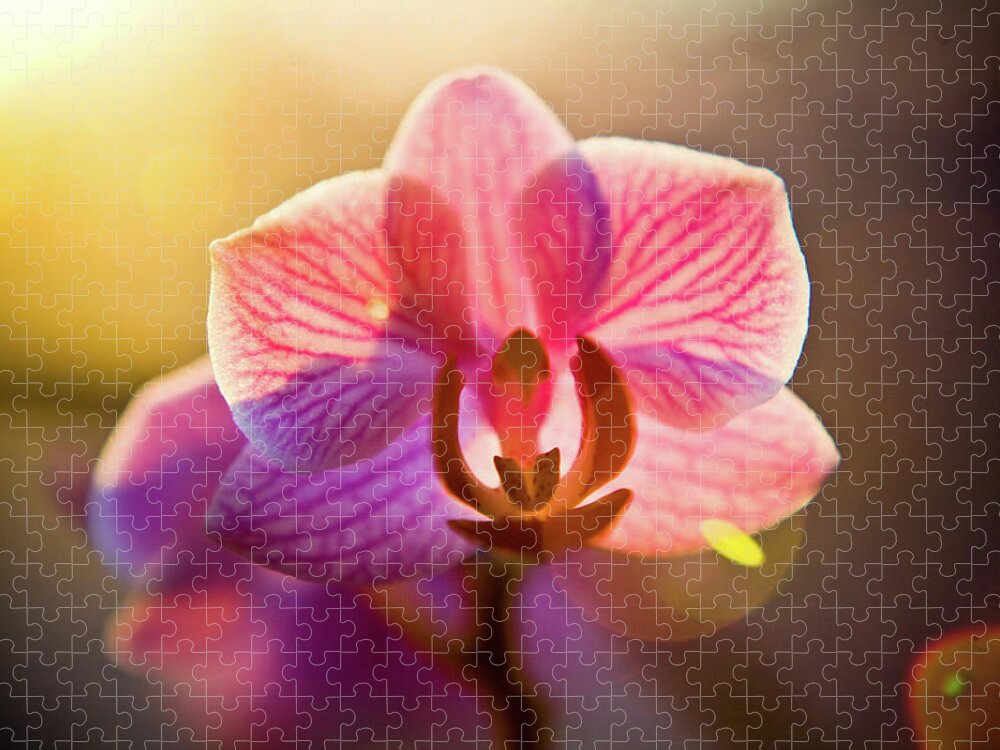 Petal Jigsaw Puzzle featuring the photograph Orchid At Sunset by Linda Thompson