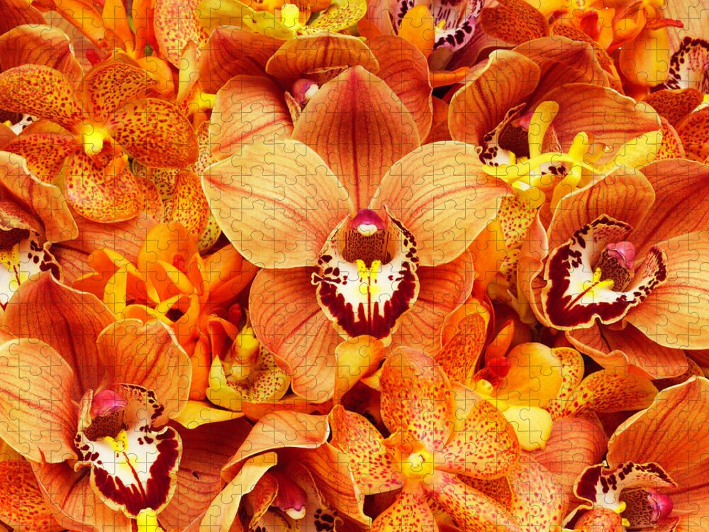Orange Color Jigsaw Puzzle featuring the photograph Orchid Flowers by Davies And Starr