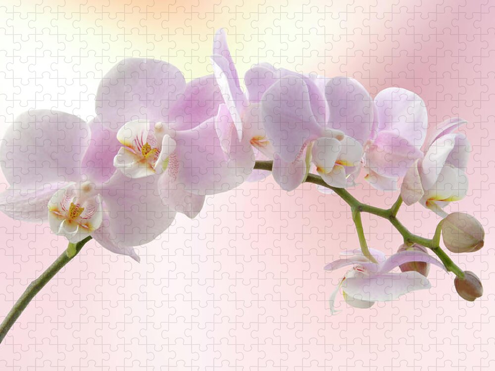 Plant Stem Jigsaw Puzzle featuring the photograph Orchid by Pixhook