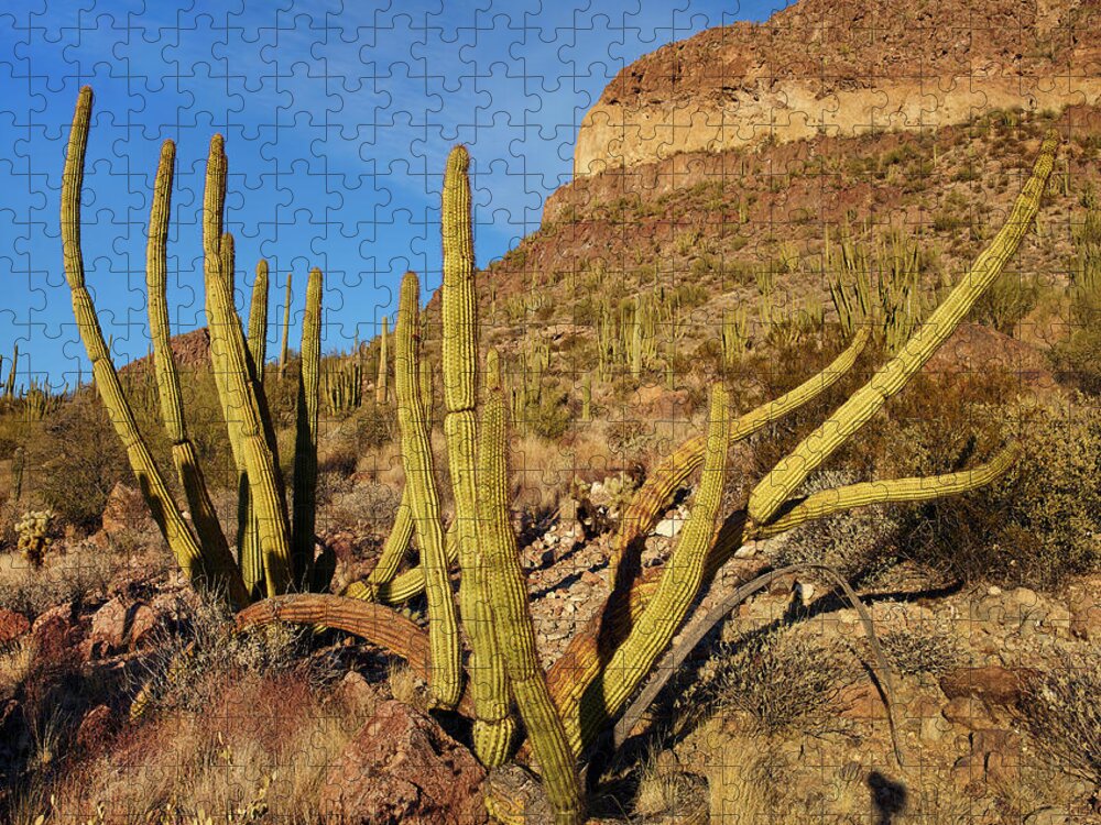 00557655 Jigsaw Puzzle featuring the photograph Organ Pipe Cactus, Ajo Mts, Organ Pipe Cactus Nm, Arizona by Tim Fitzharris