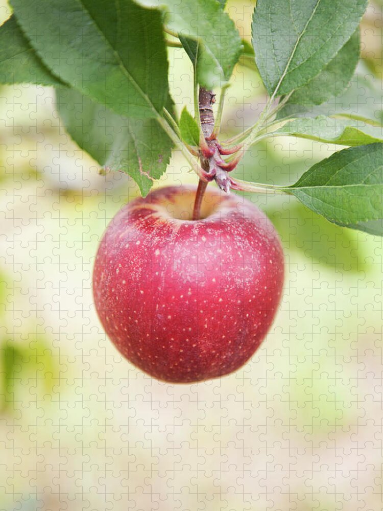 Outdoors Jigsaw Puzzle featuring the photograph Organic Red Apple Hanging From Branch by Jacqueline Veissid