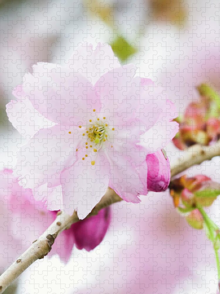 Petal Jigsaw Puzzle featuring the photograph Oshima Flowering Cherry Tree - Vii by Alpamayophoto