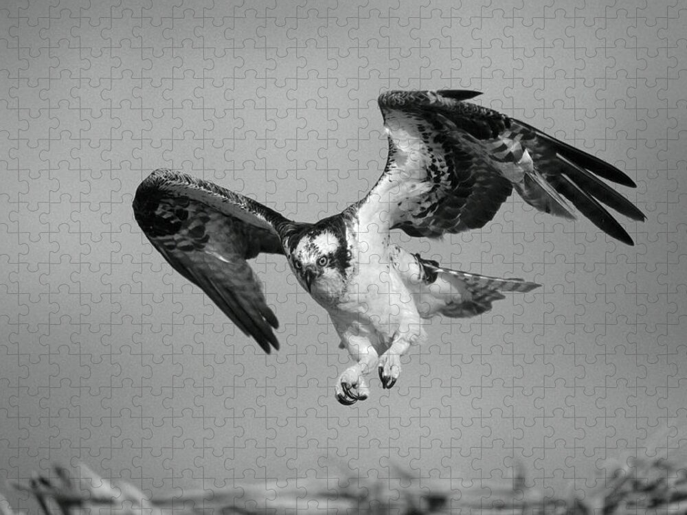 Disk1215 Jigsaw Puzzle featuring the photograph Osprey Landing by Tim Fitzharris