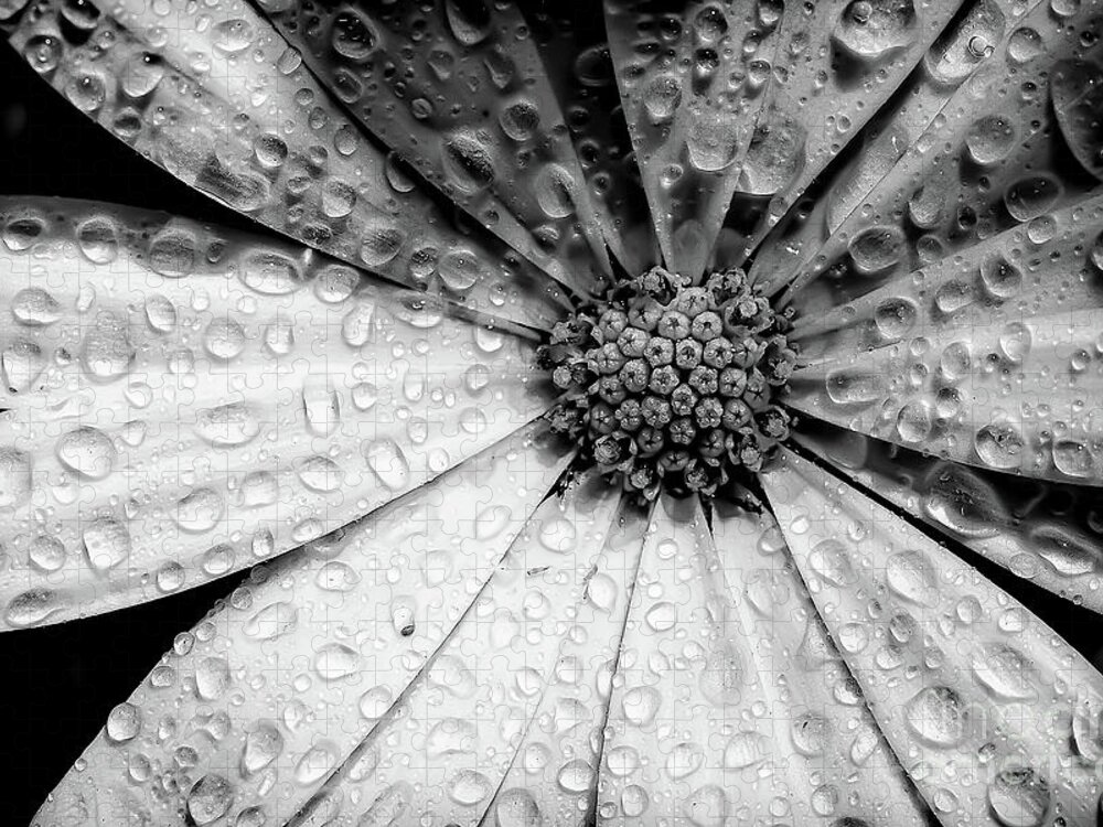 Garden Jigsaw Puzzle featuring the photograph Osteospermum petals black and white with water by Simon Bratt