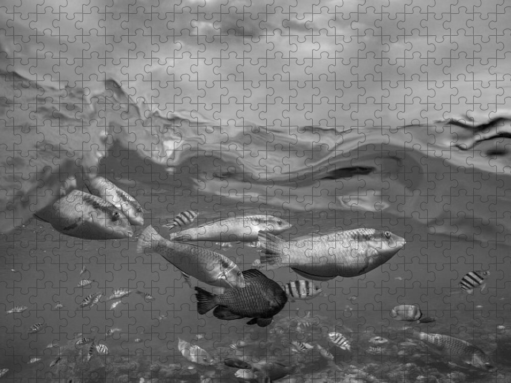 Disk1215 Jigsaw Puzzle featuring the photograph Over Under Fish And Sky by Tim Fitzharris