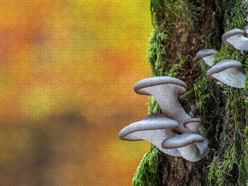 Oyster Mushroom Growing On Tree In Autumn Forest, Belgium Jigsaw Puzzle by  Philippe Clement / Naturepl.com - Pixels