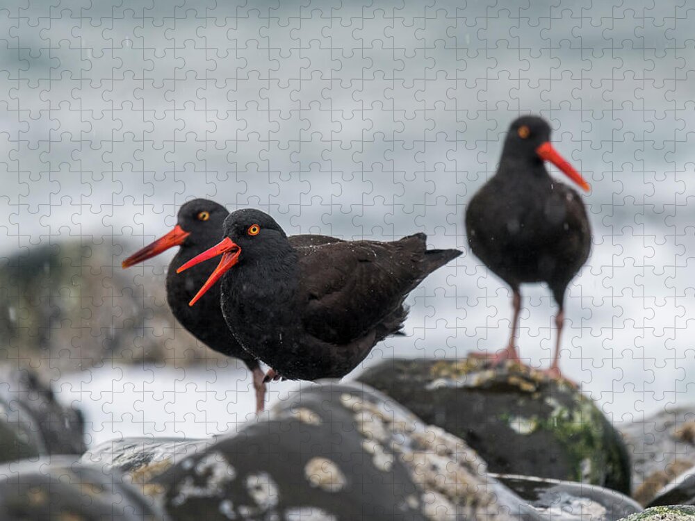 American Black Oystercatchers Jigsaw Puzzle featuring the photograph Oystercatchers in the Rain by Robert Potts