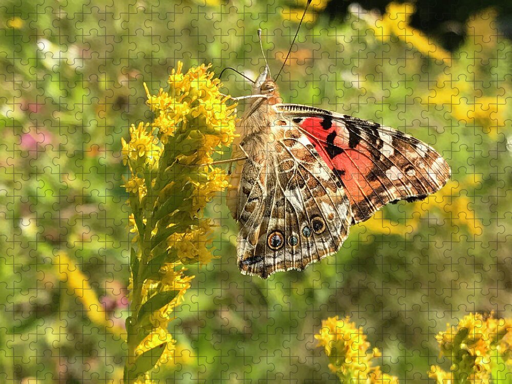 Painted Lady Jigsaw Puzzle featuring the photograph Painted Lady and Goldenrod 3 by Amy E Fraser