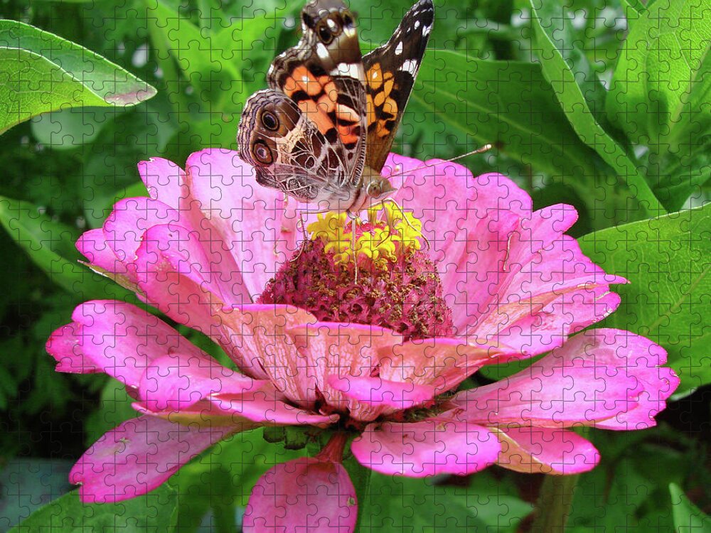 Painted Lady Jigsaw Puzzle featuring the photograph Painted Lady and Zinnia 10 by Amy E Fraser