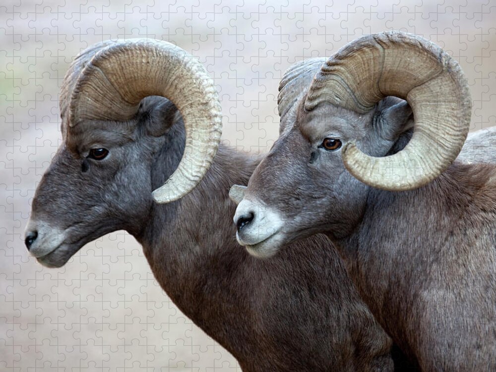 Horned Jigsaw Puzzle featuring the photograph Pair Of Large Bighorn Sheep Rams by Milehightraveler